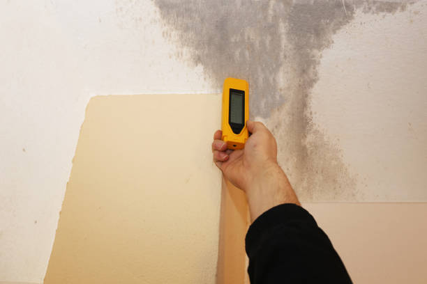 Reliable Brooks, KY Mold Removal Solutions